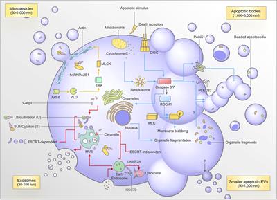 Translating extracellular vesicle packaging into therapeutic applications